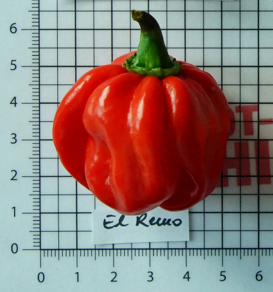 Habanero El Remo150921001