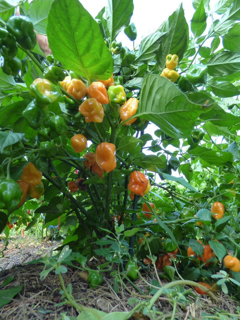 Habanero Francisca 2