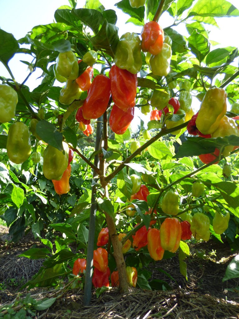 Habanero Gambia 2