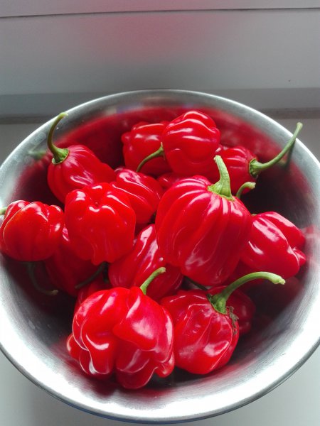 Habanero Gambia