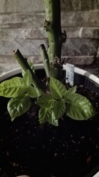 Habanero Gambia