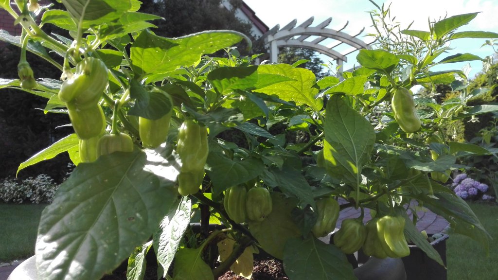 Habanero Gambia