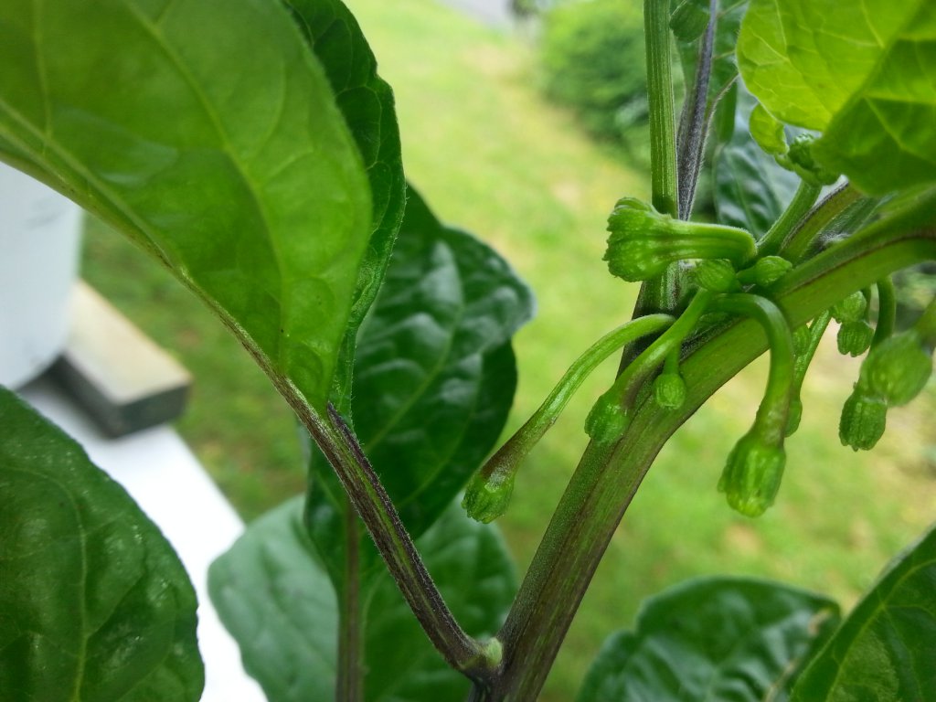 Habanero Gelb Dreierblüte