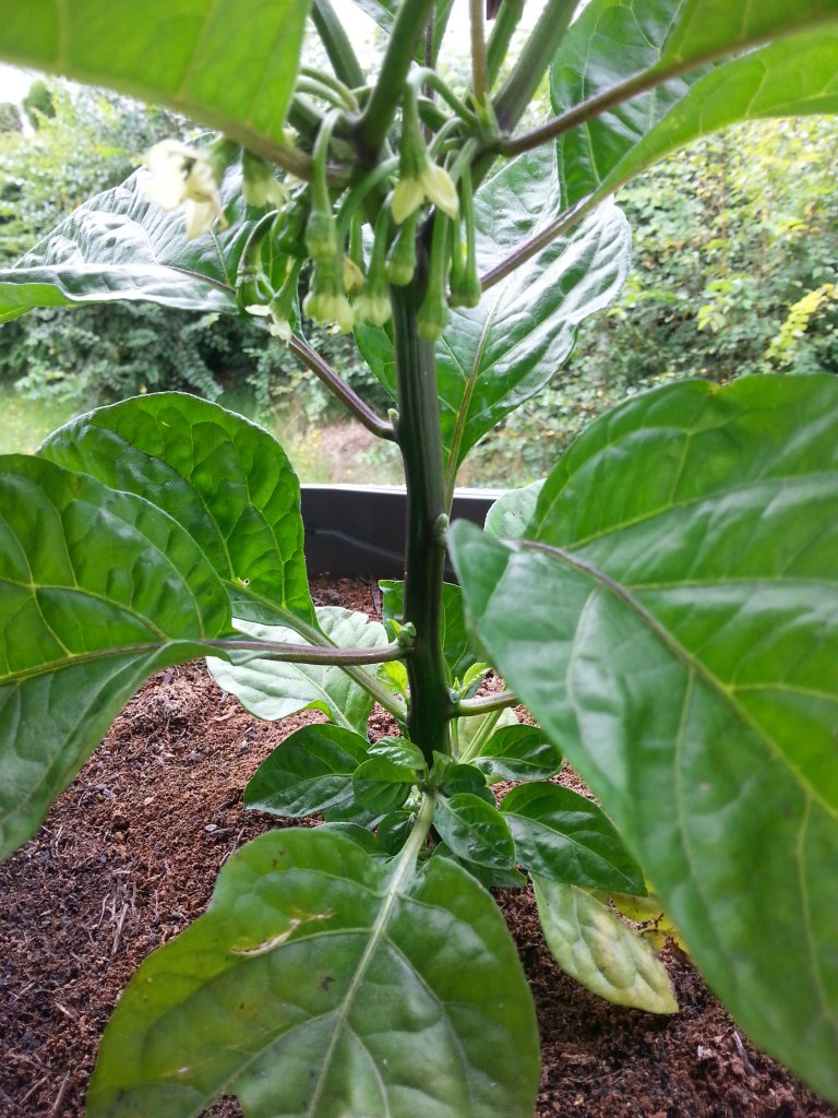 Habanero Gelb