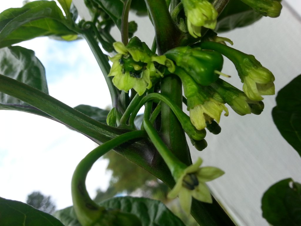 Habanero Gelb