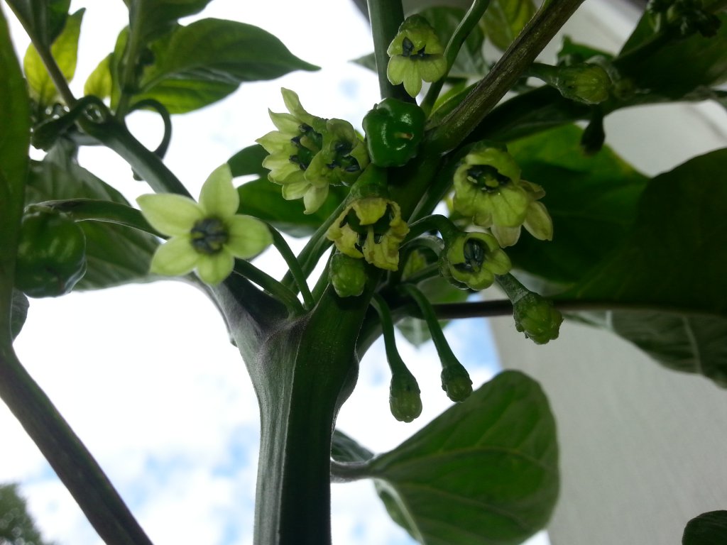 Habanero Gelb