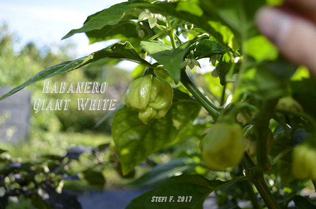 Habanero Giant White