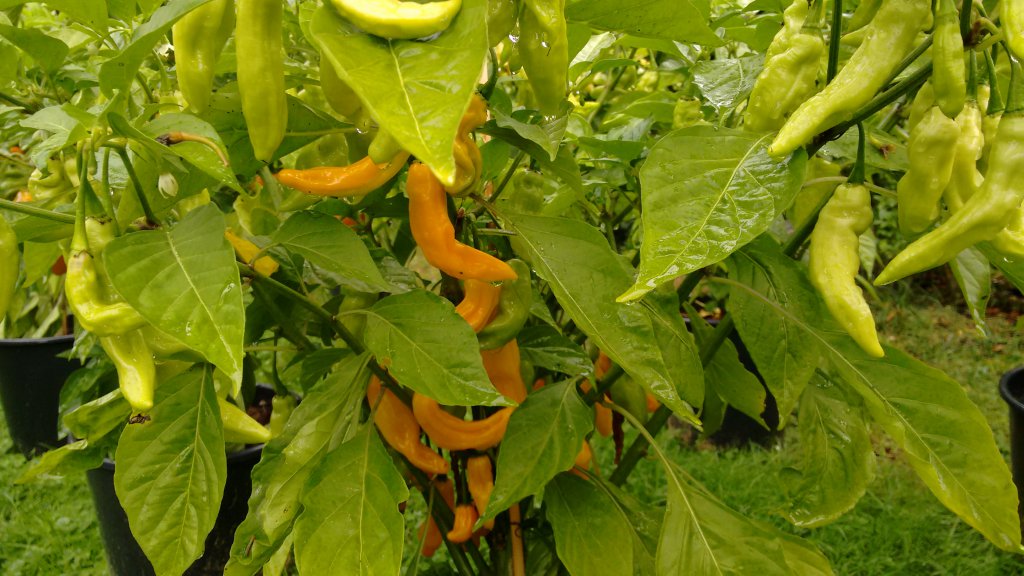 Habanero Hot Lemon