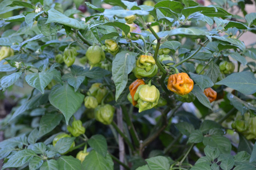 Habanero Mustard