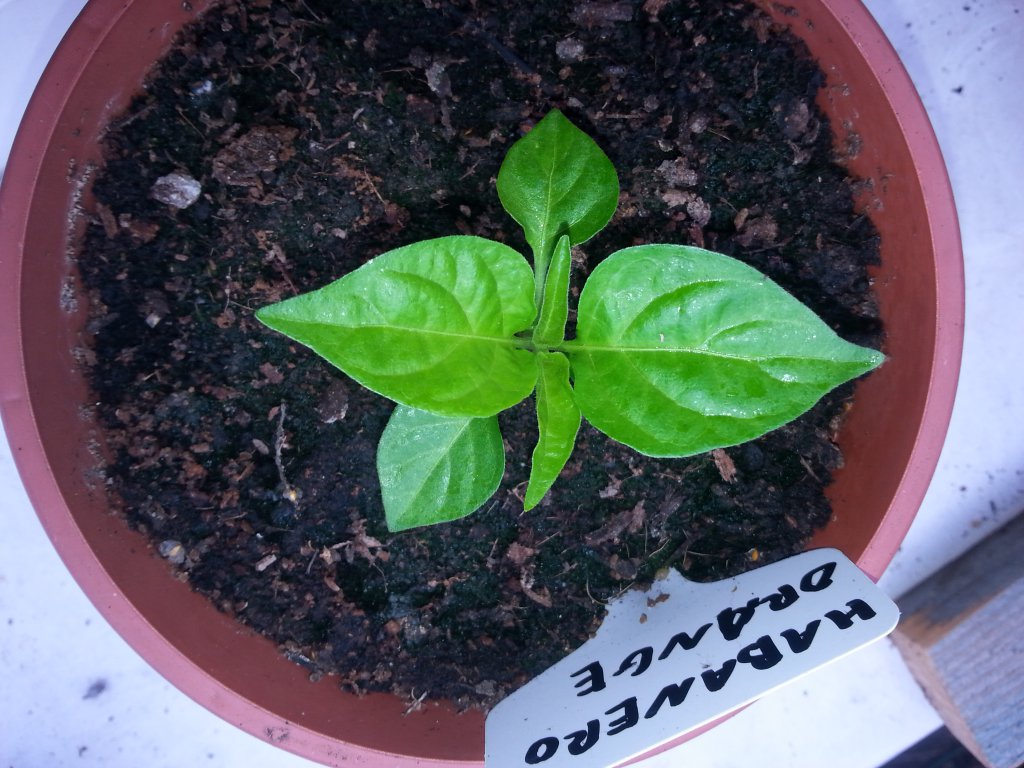 Habanero Orange 1