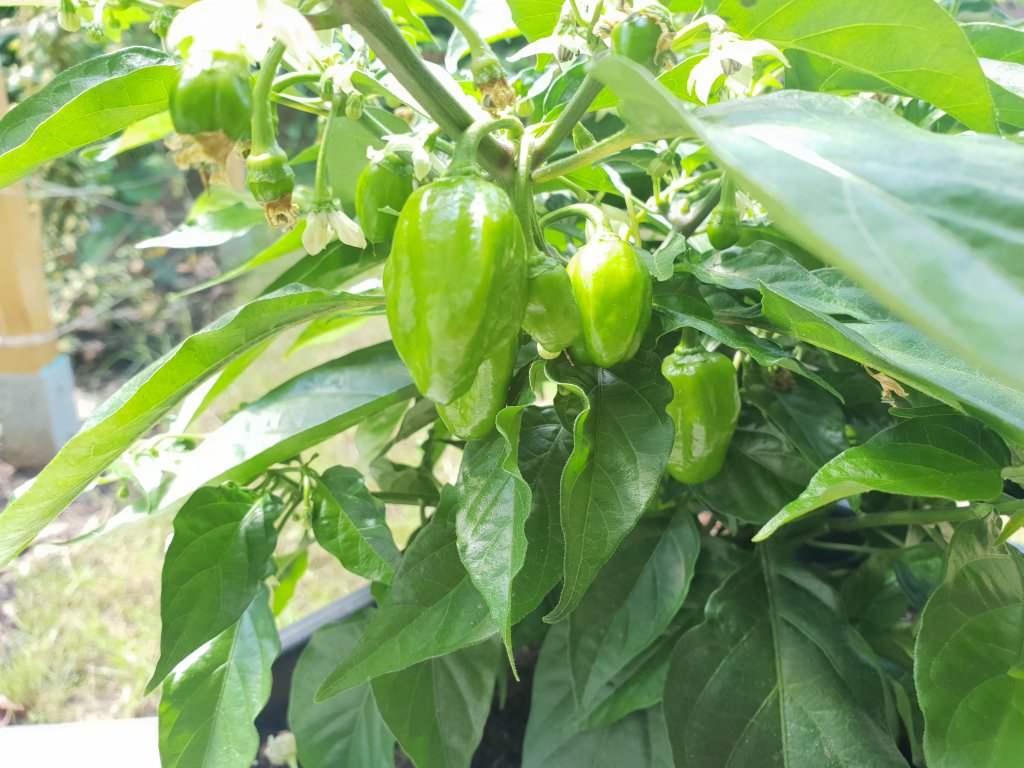 Habanero Orange 10.06