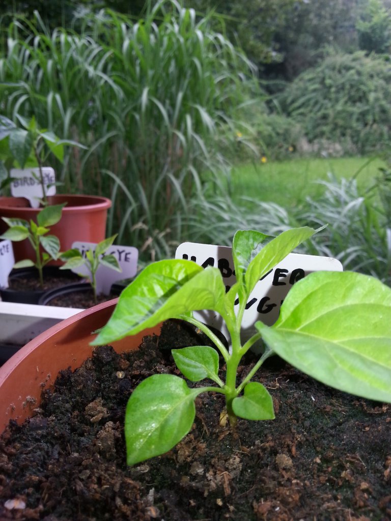 Habanero Orange 2