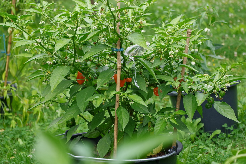 Habanero Orange, 20l