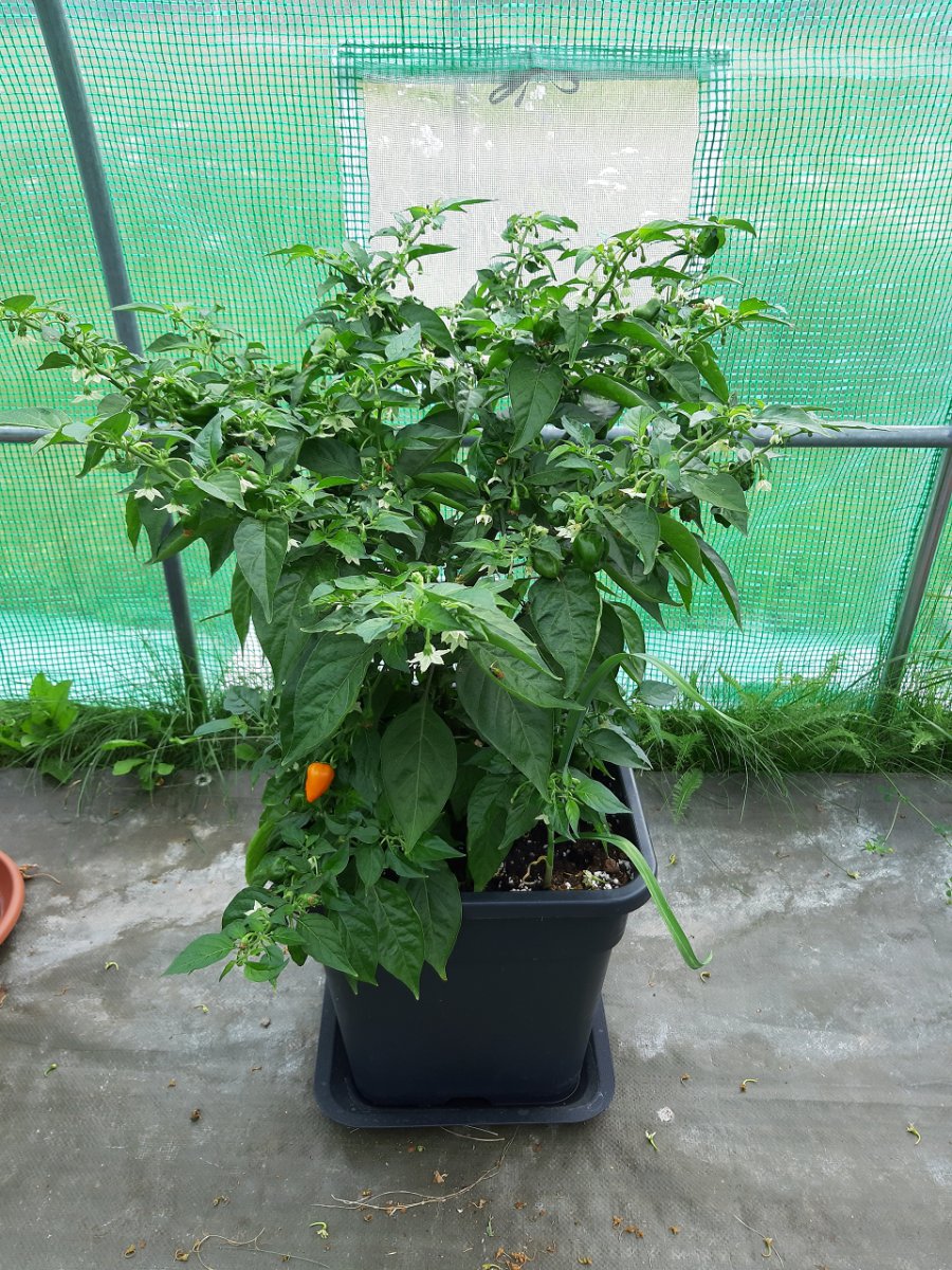 Habanero Orange 9.7.