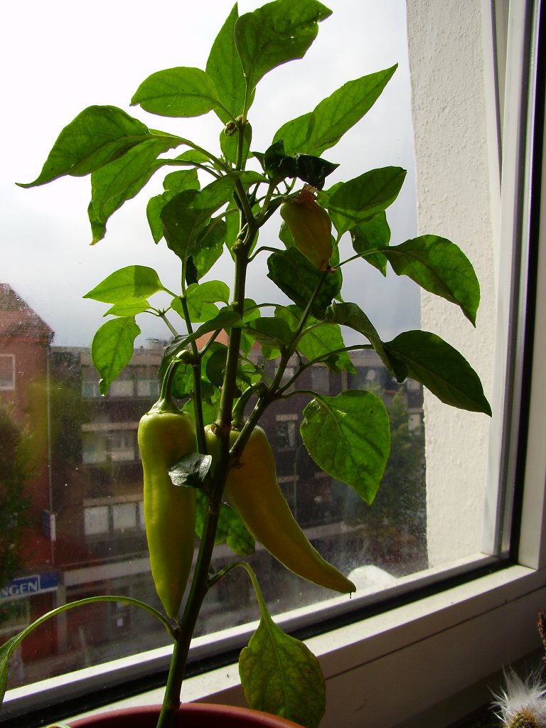 Habanero Orange - Angeblich