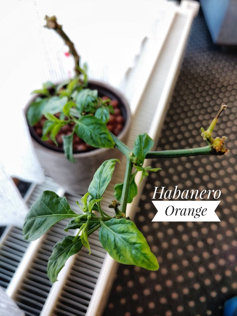 Habanero Orange Büro