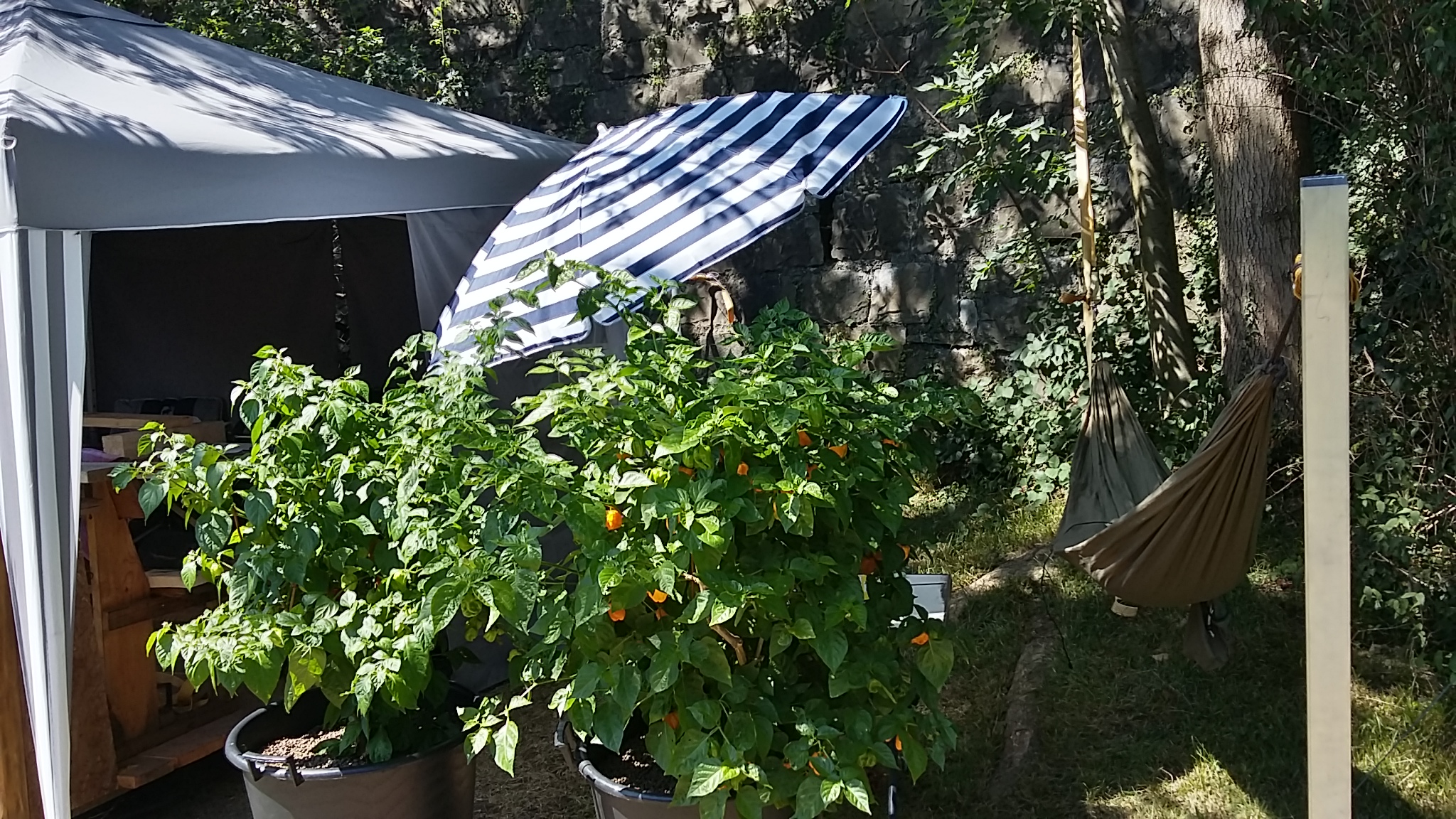 Habanero Orange und Red im 7ten Jahr