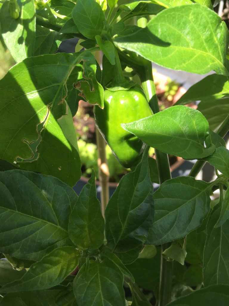 Habanero orange