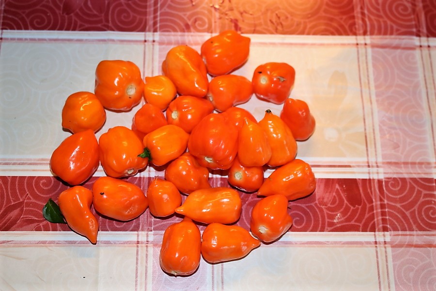 Habanero orange