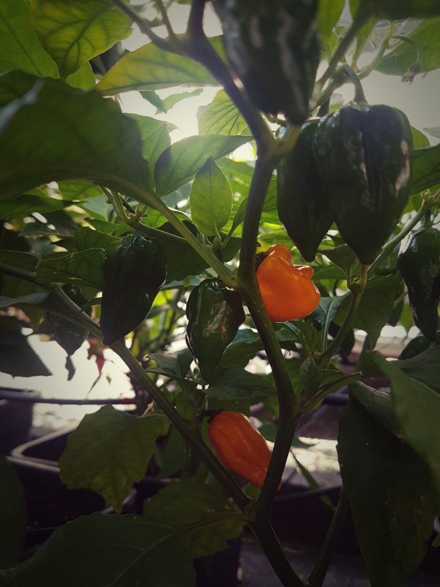 Habanero Orange