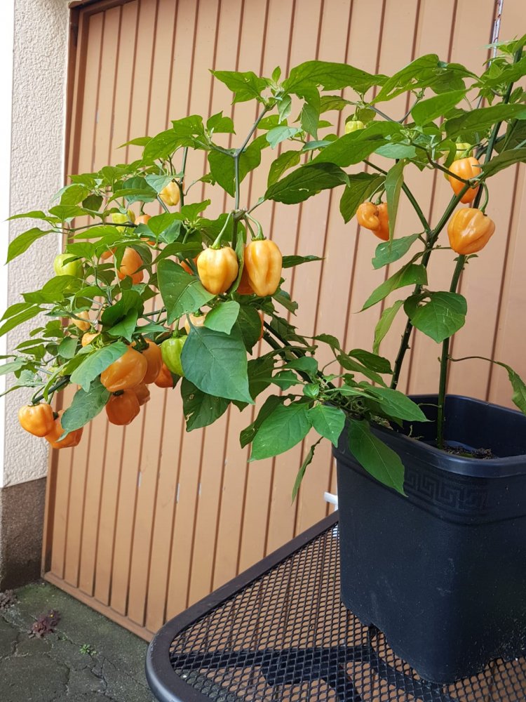 Habanero Orange