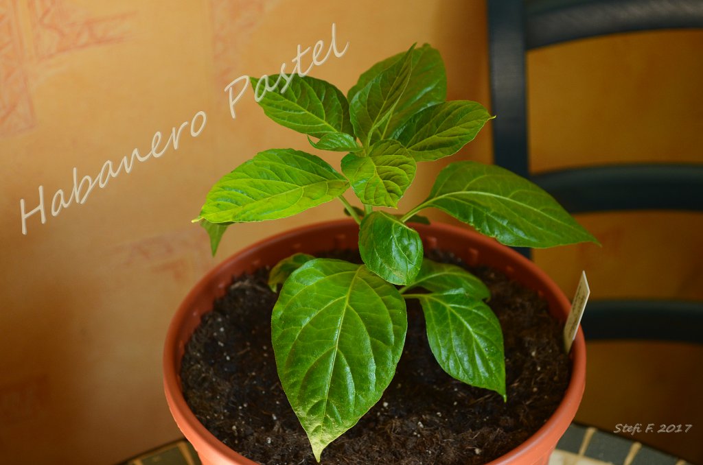 Habanero Pastel, 09.04.