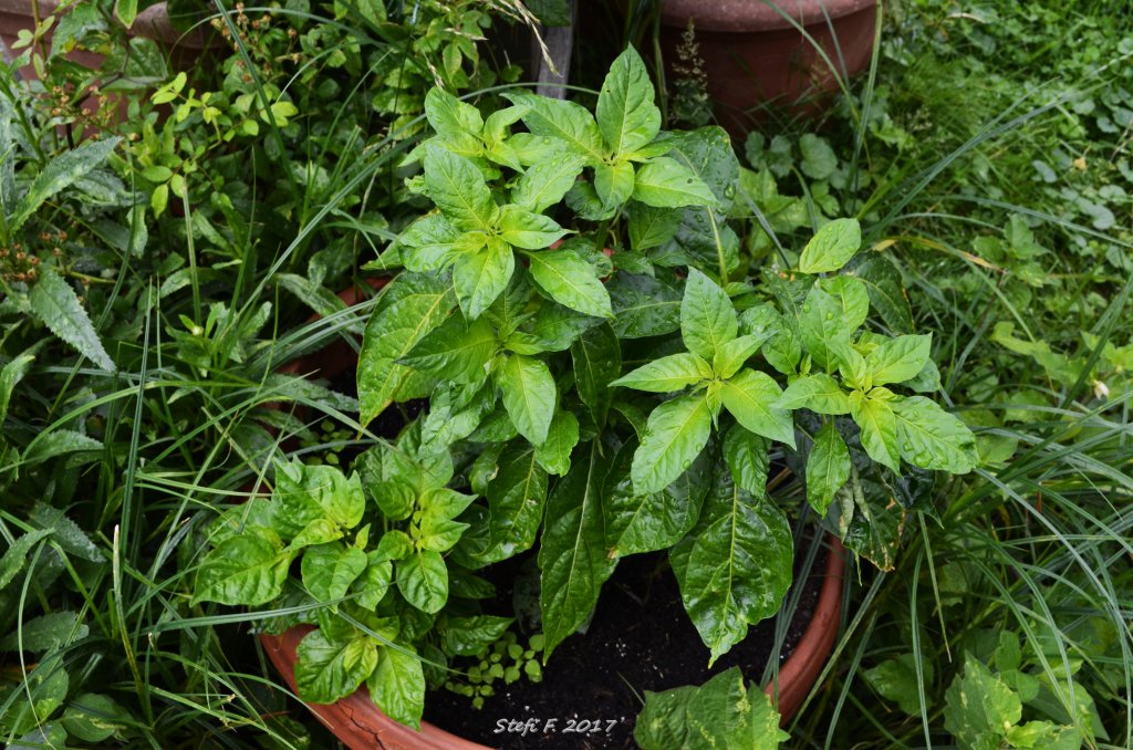 Habanero Pastel