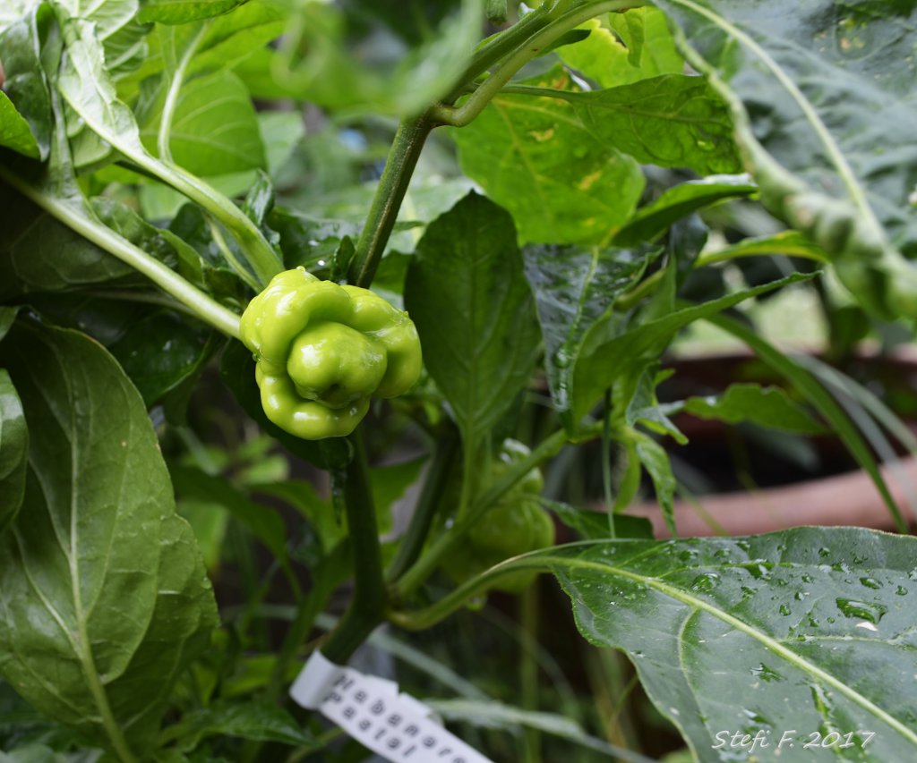 Habanero Pastel