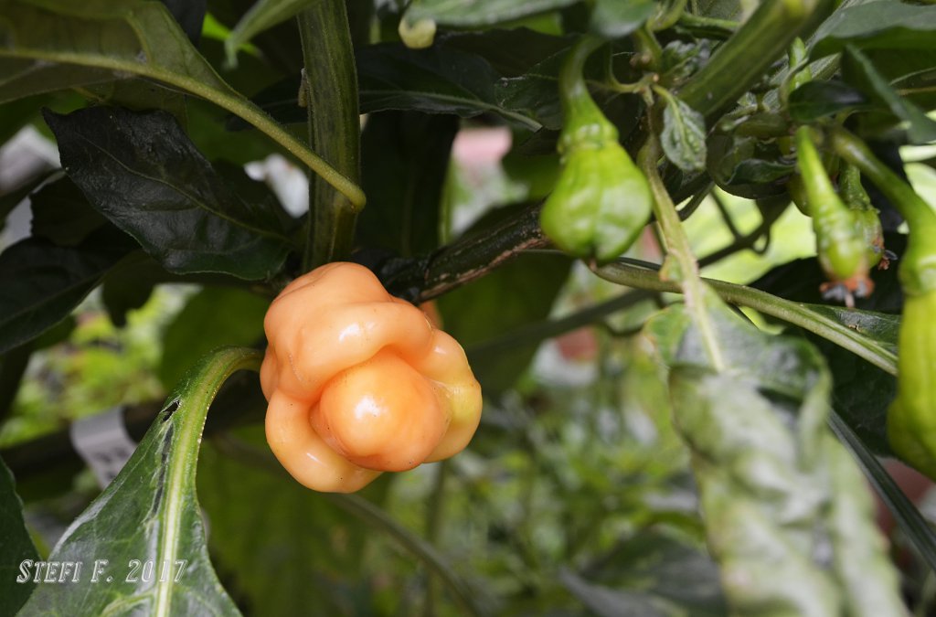 Habanero Pastel