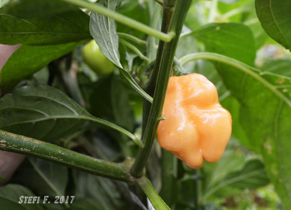 Habanero Pastel