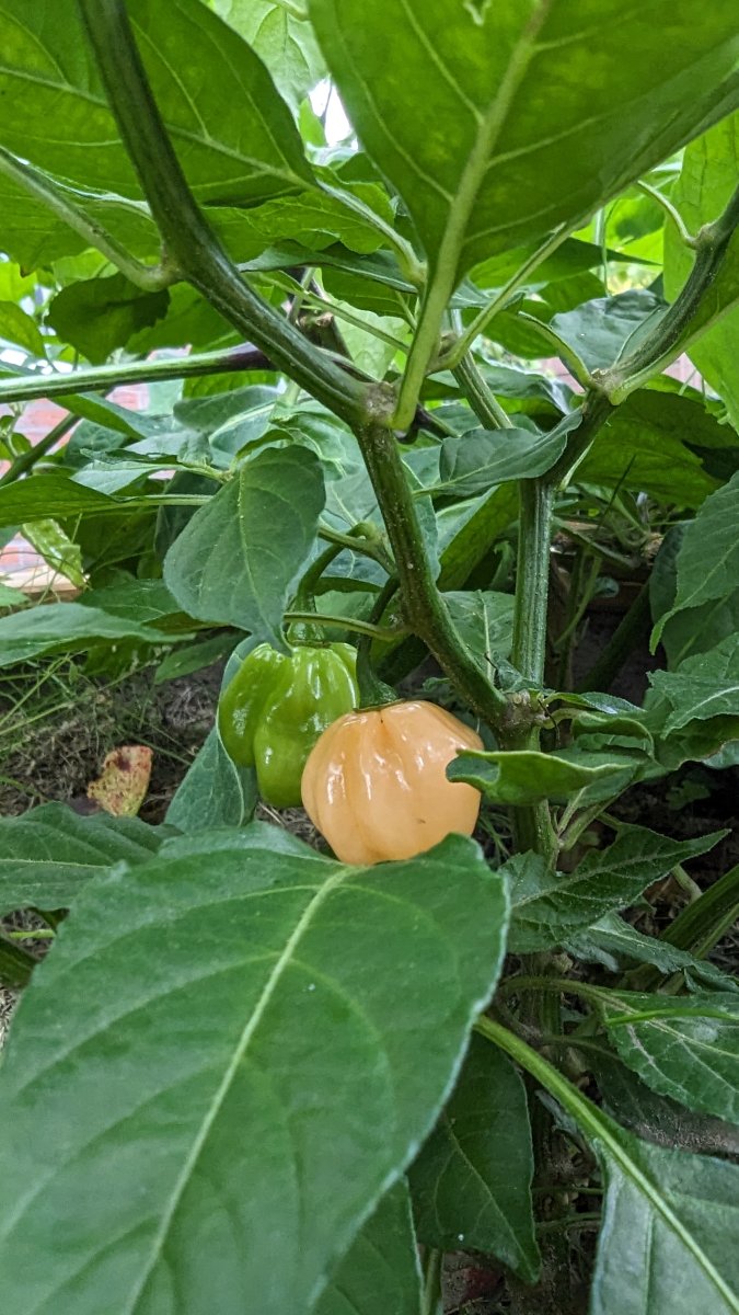 Habanero Peach