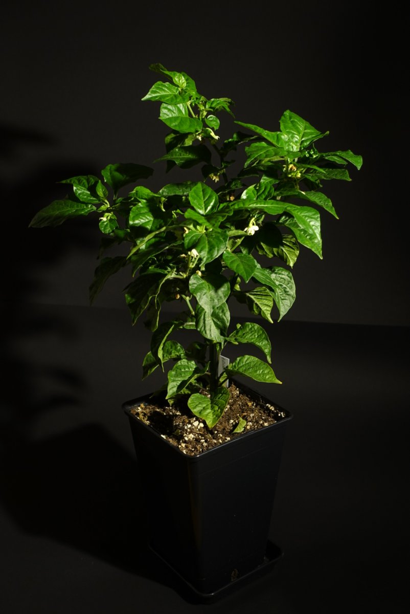 Habanero "Red Savina"