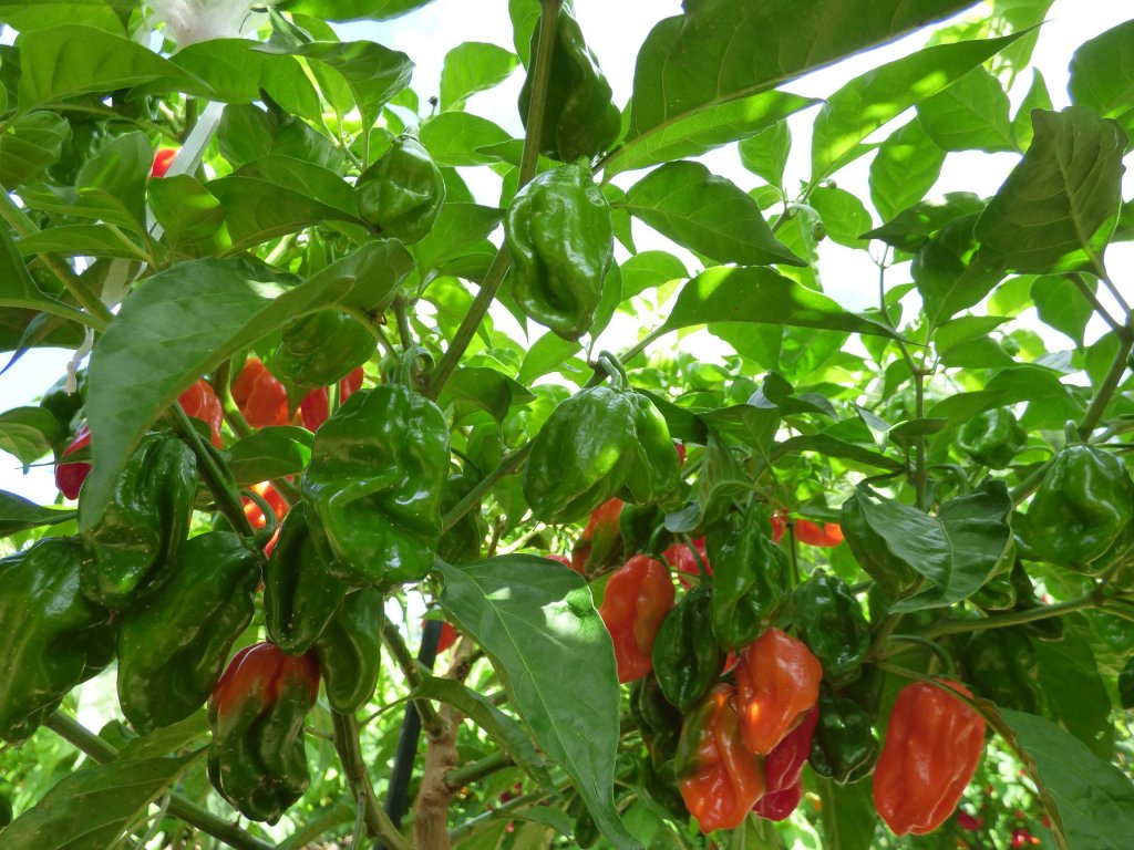 Habanero Red (unknown)