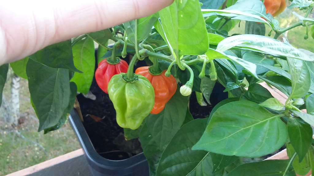 Habanero Regenbogen 03.11.2017