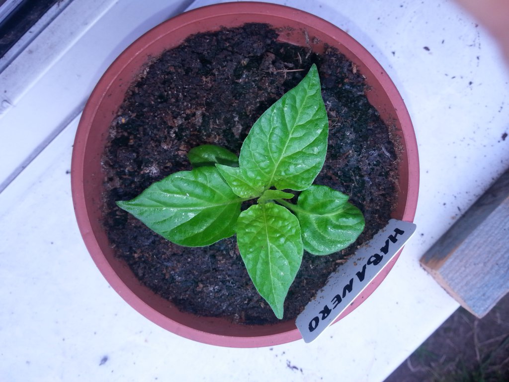 Habanero Rot 1