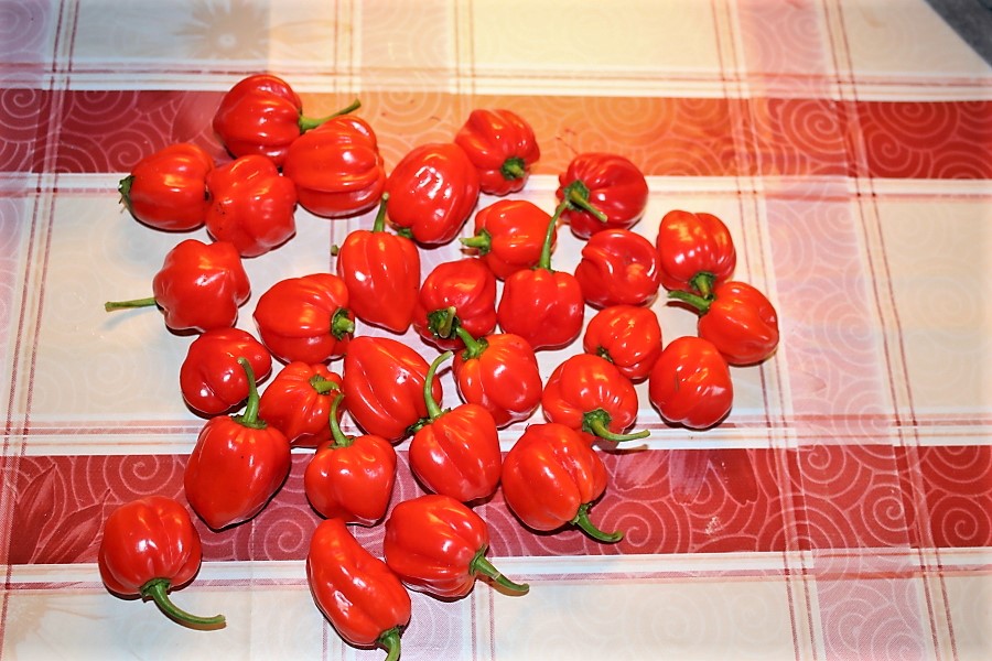 Habanero unbekannt