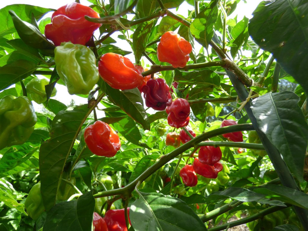 Habanero West Indian Red