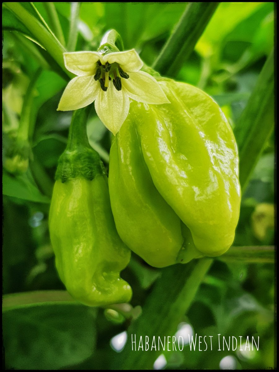 Habanero West Indian