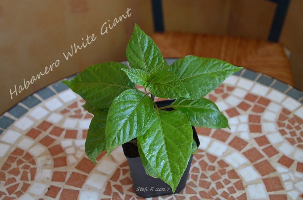 Habanero White Giant, 09.04.