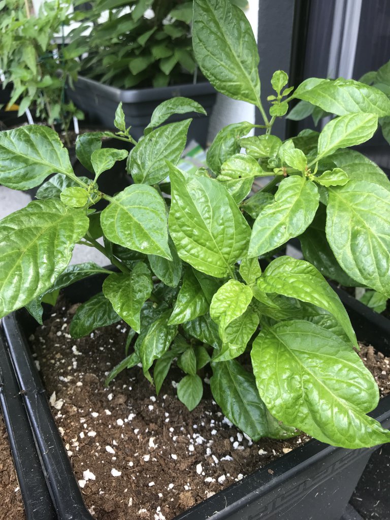 Habanero White Giant