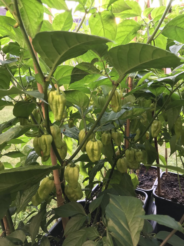 Habanero White Giant