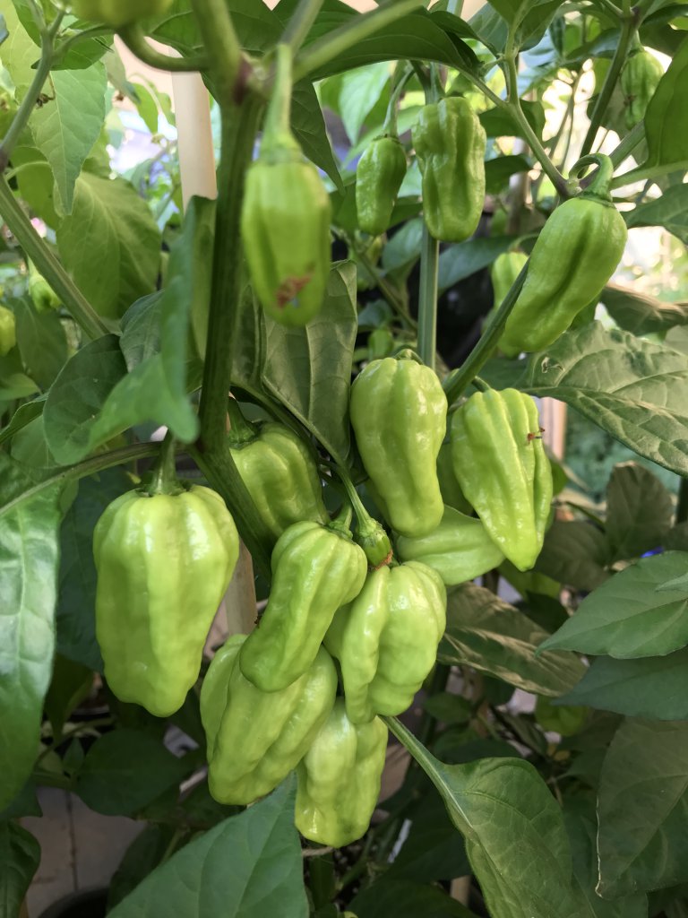 Habanero White Giant