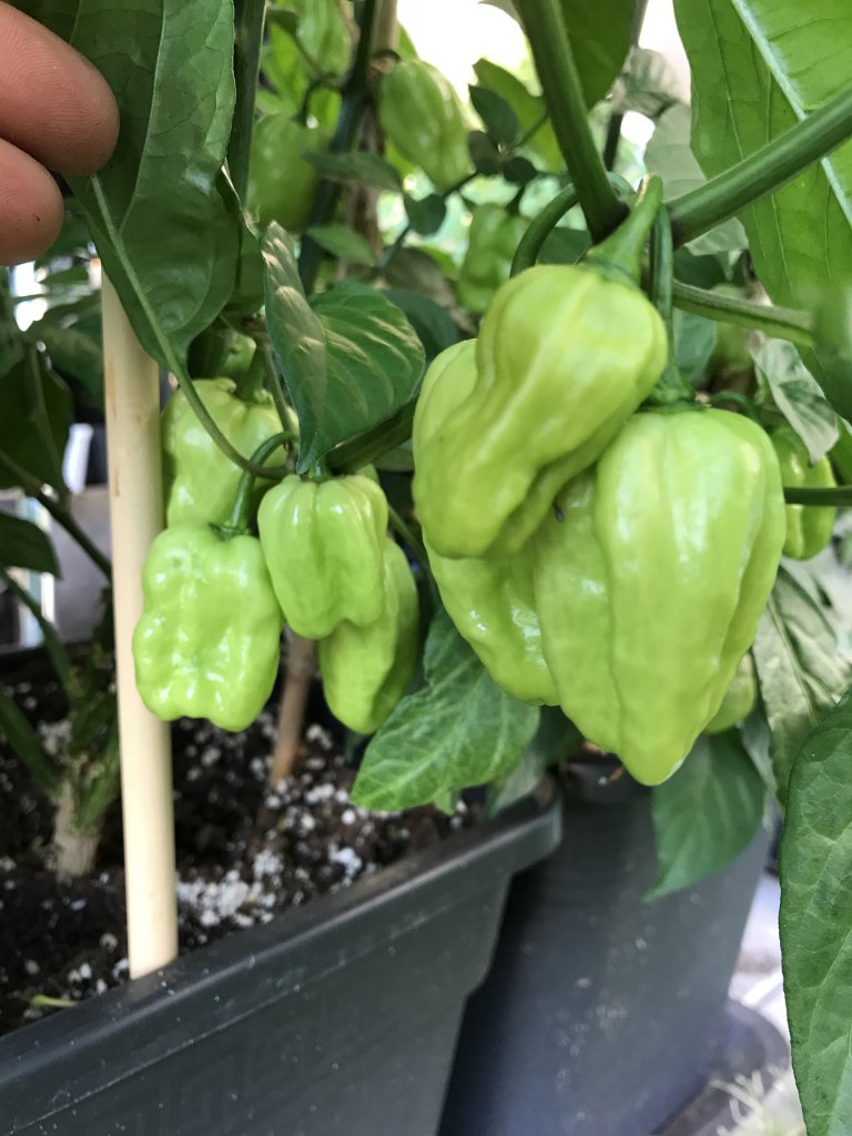 Habanero White Giant