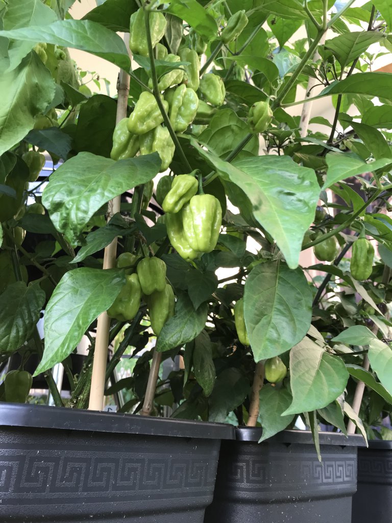 Habanero White Giant