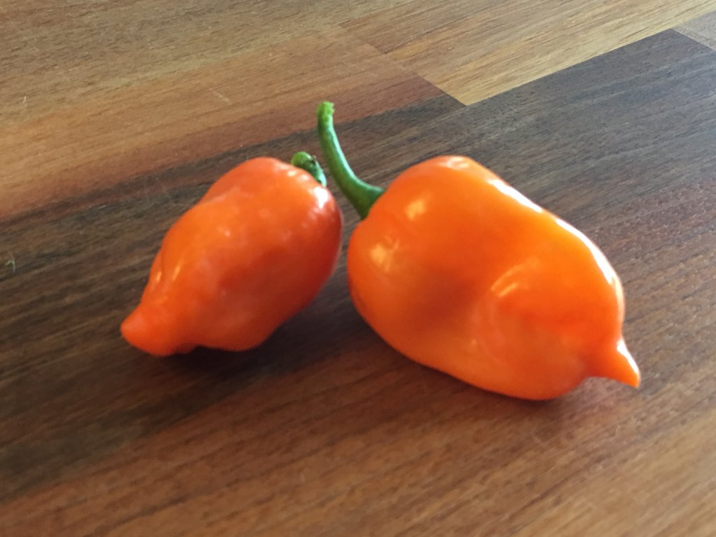 Habanero