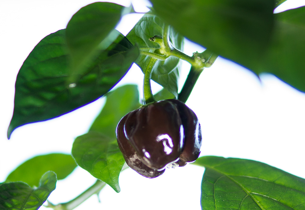 Habanero_Chocolate_Frucht1