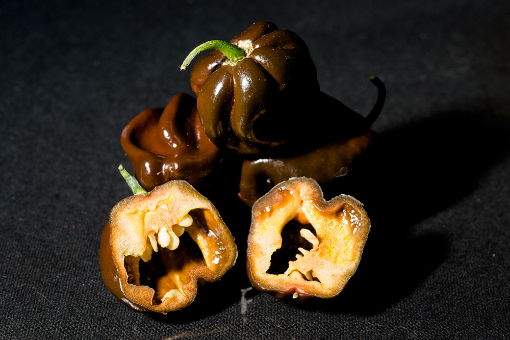 Habanero_Chocolate_Frucht2