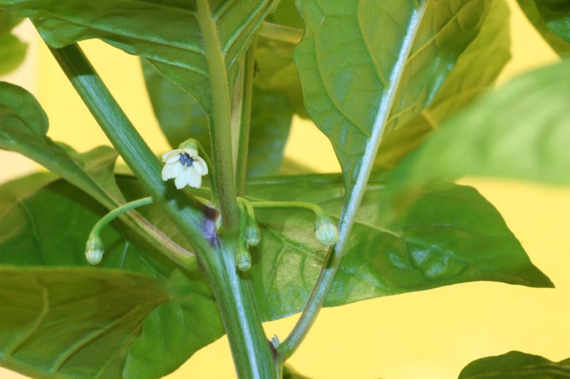 Habanero_Gambia