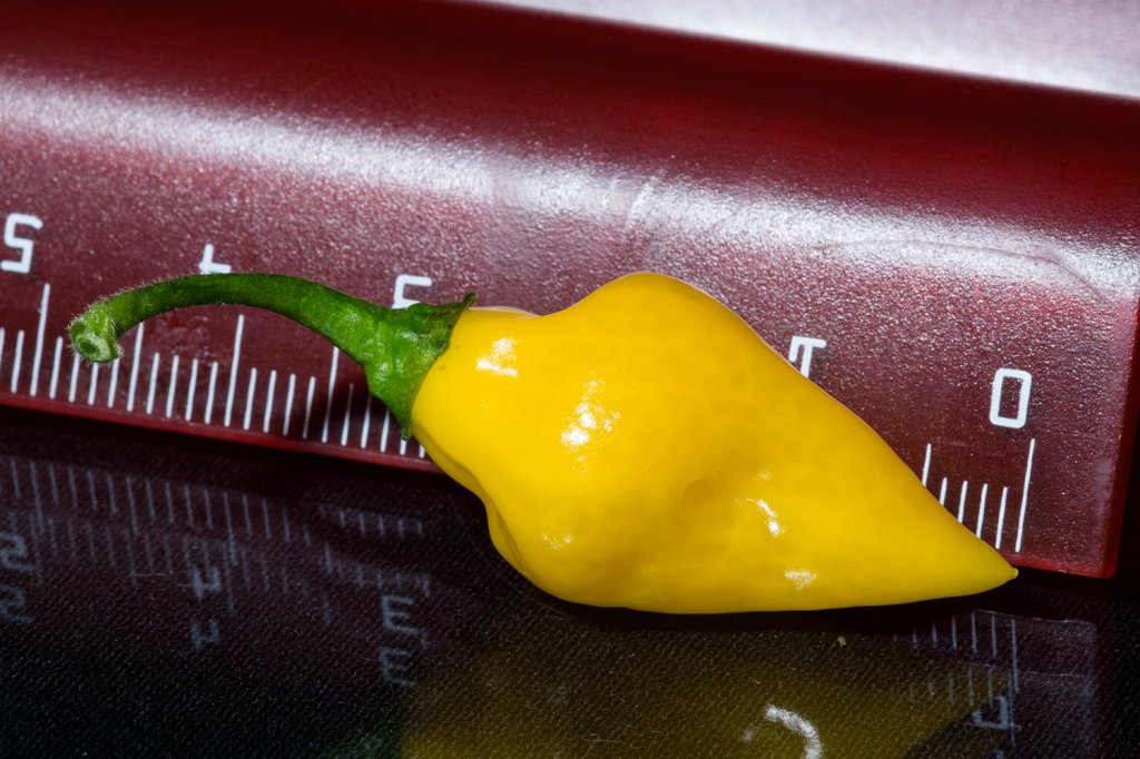 Habanero_Lemon_Frucht