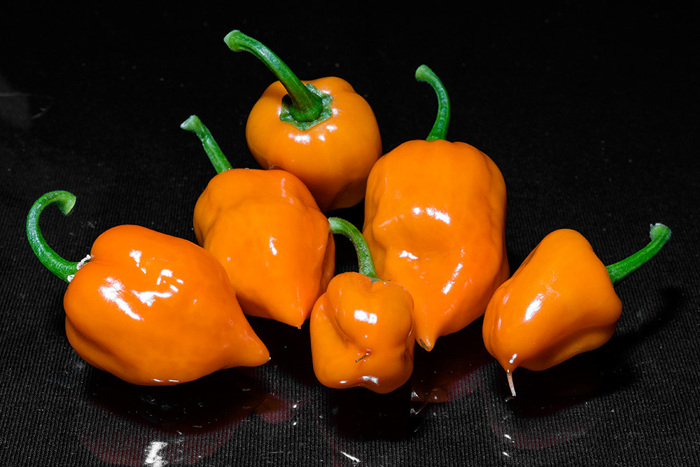 Habanero_Orange_Fruechte